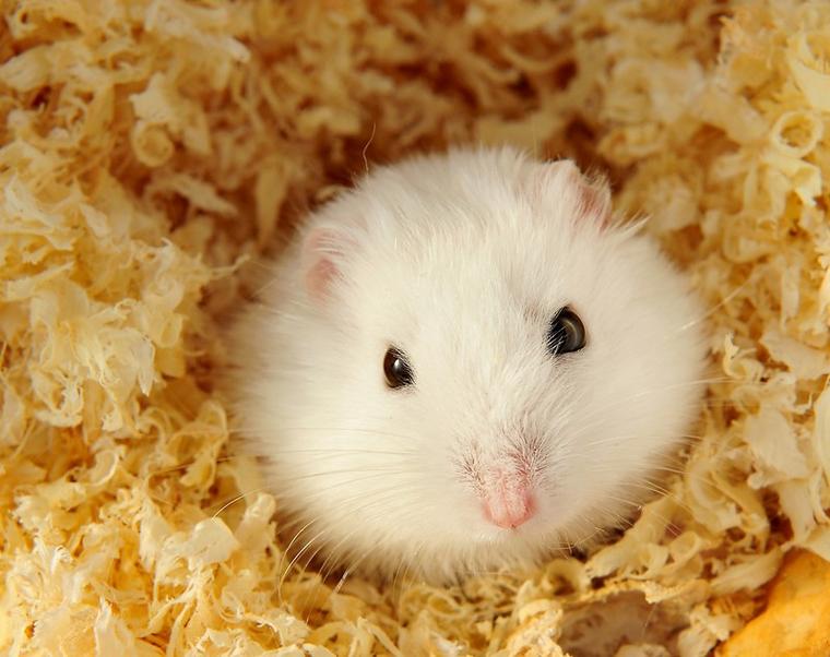 小摊上买的仓鼠安全吗