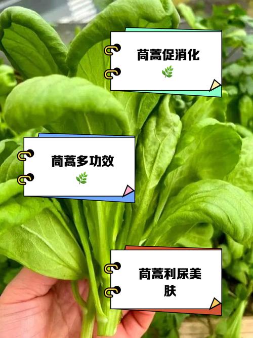 痛风病人能吃茼蒿菜吗