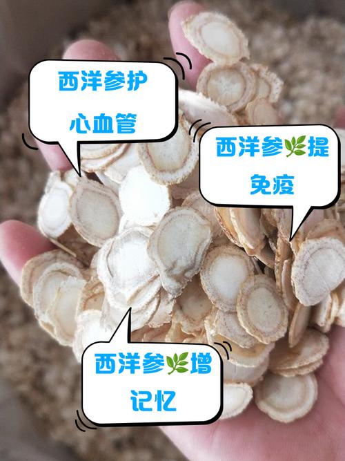 痛风病人能吃西洋参吗