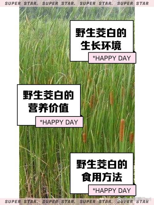 痛风的人可以吃茭白吗