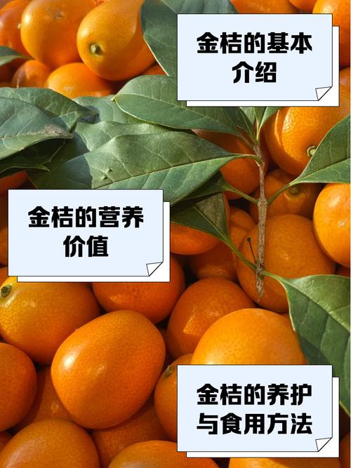 安全词小金桔什么意思