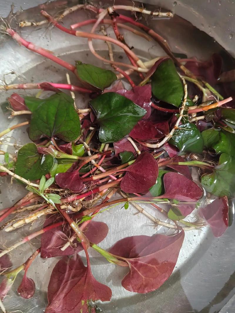 痛风能喝鱼腥草泡水吗