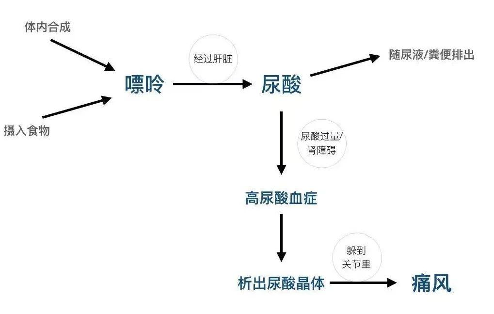 痛风的发病机制是什么