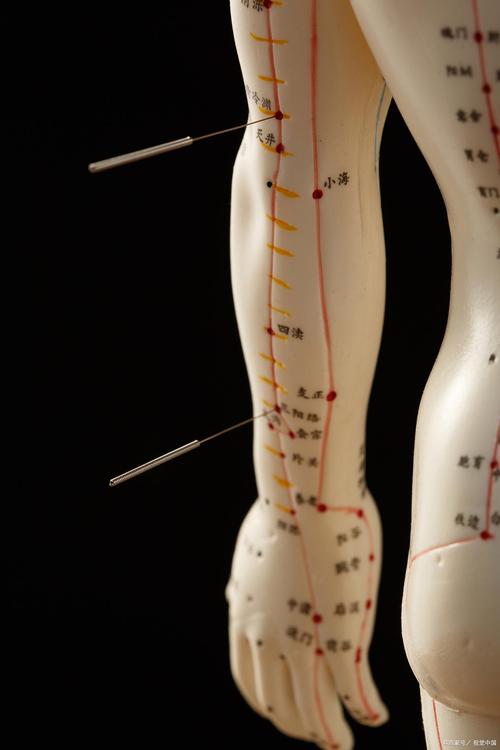 女性真人针灸经络图