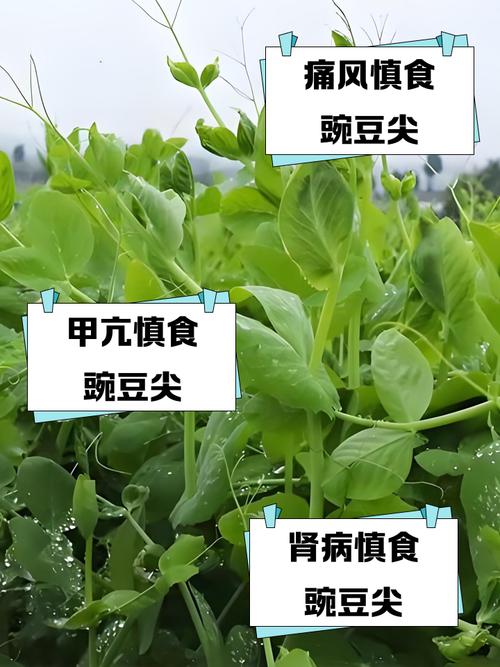 豌豆苗痛风病人能吃吗