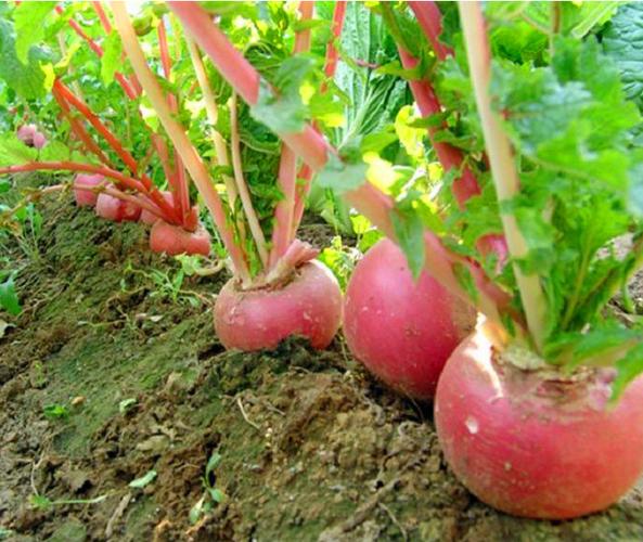 东北雌性红萝卜治痛风