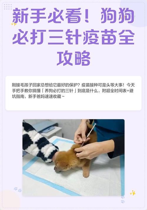 打了预苗的狗狗安全吗