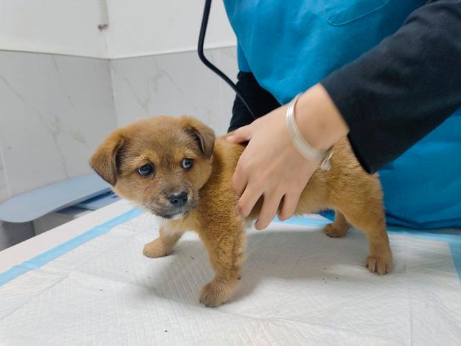 打了预苗的狗狗安全吗