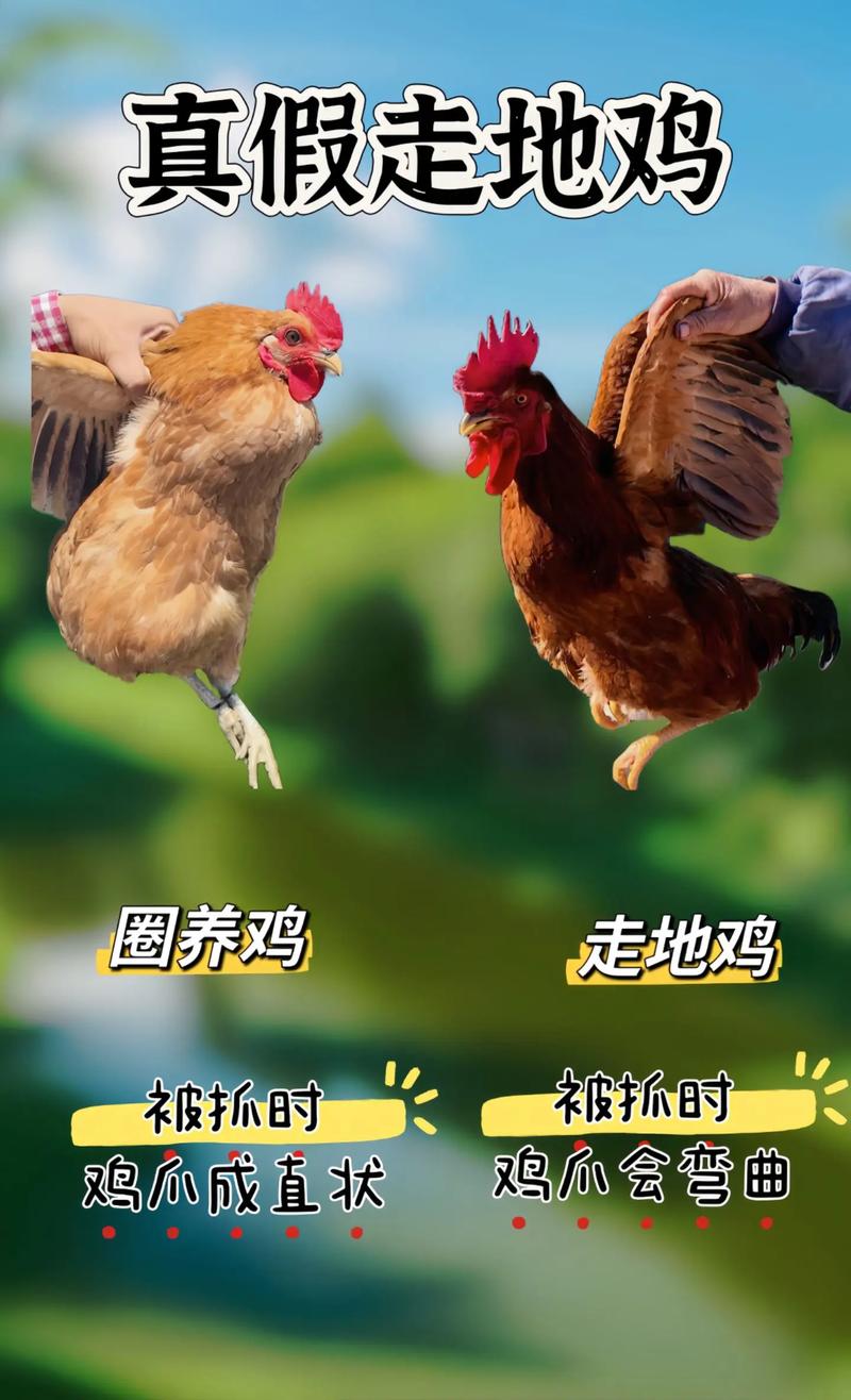 微信附近的人鸡安全吗