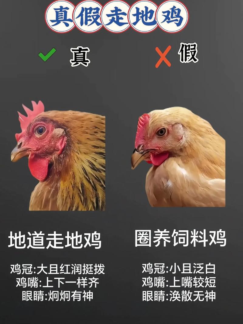 微信附近的人鸡安全吗