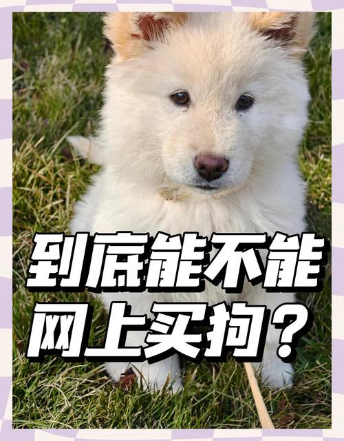 网上在哪里买狗最安全