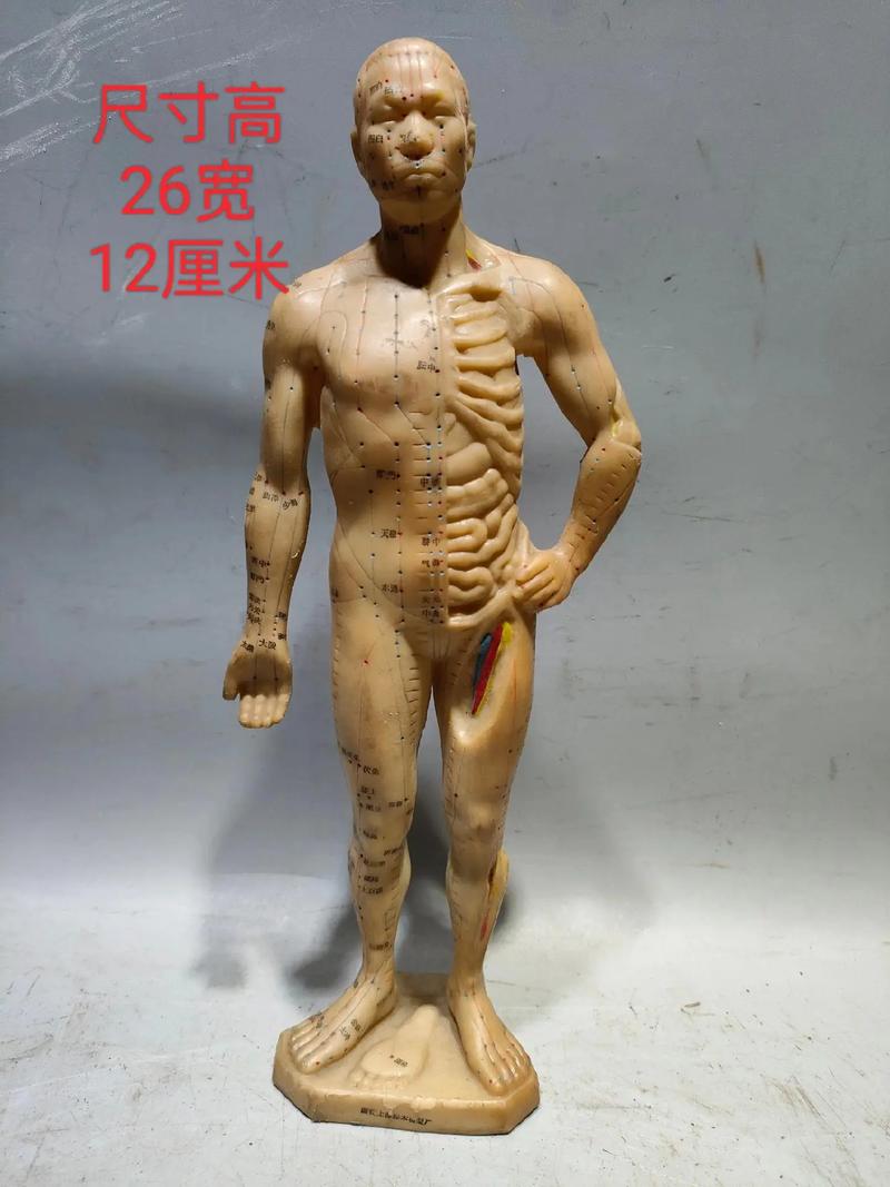 针灸模型哪个牌子好