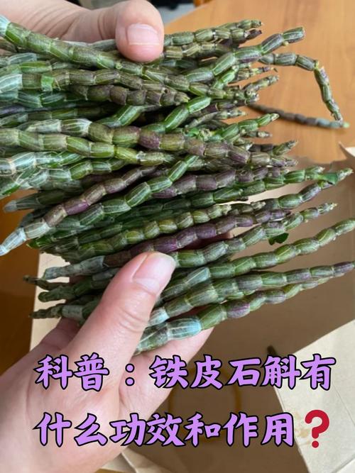 痛风可以吃铁皮石斛吗