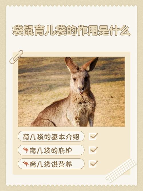 袋鼠妈妈在哪买最安全