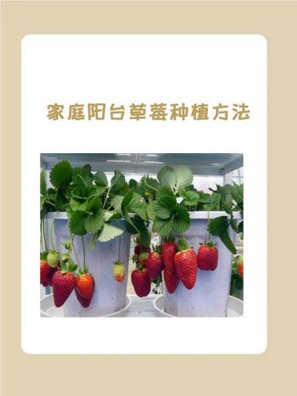 情侣种草莓在哪里安全