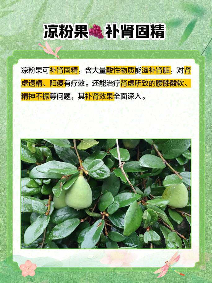 水果植物粉减肥安全吗