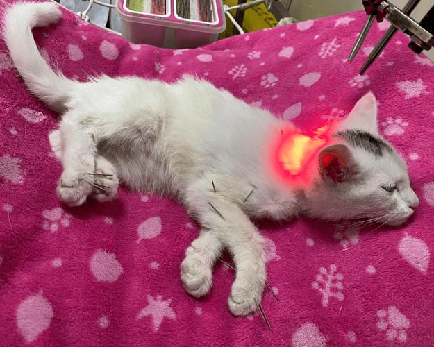 针灸调理内分泌失调