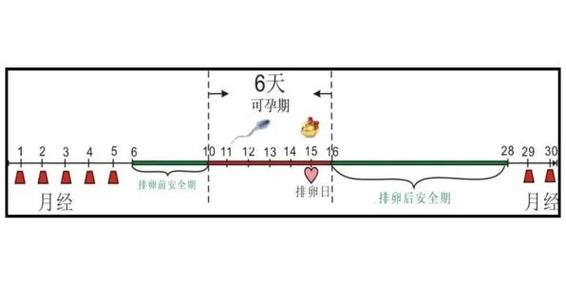 前七后八是安全期准吗