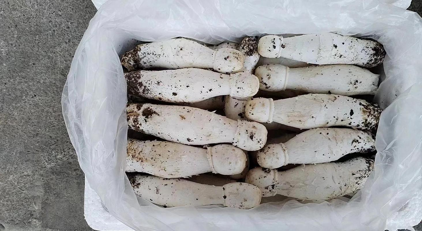 痛风能不能吃鸡腿菇