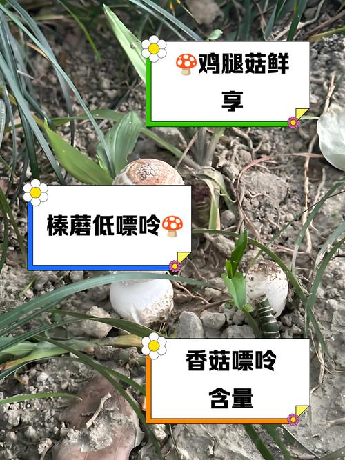 痛风能不能吃鸡腿菇