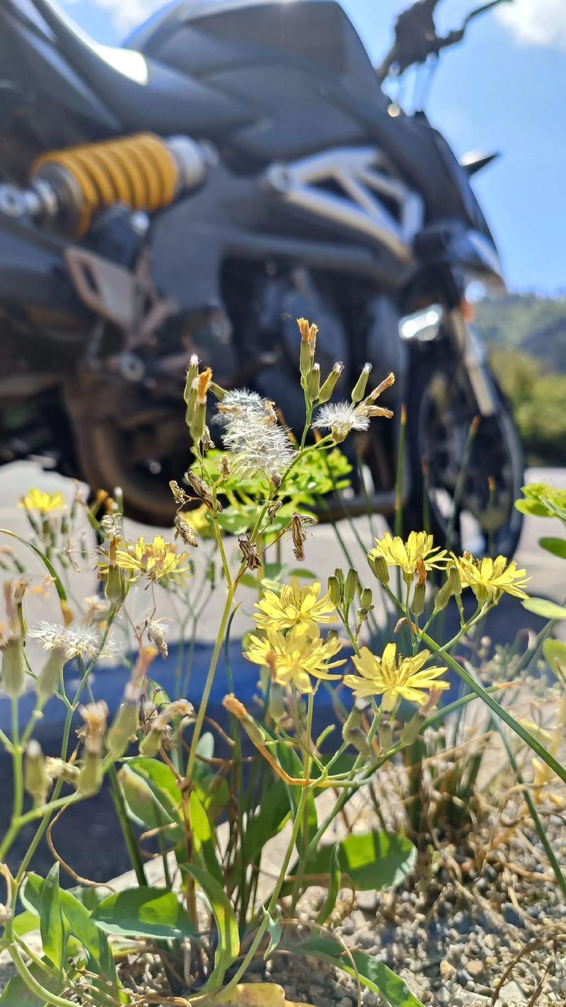 摩托车后座没带安全帽