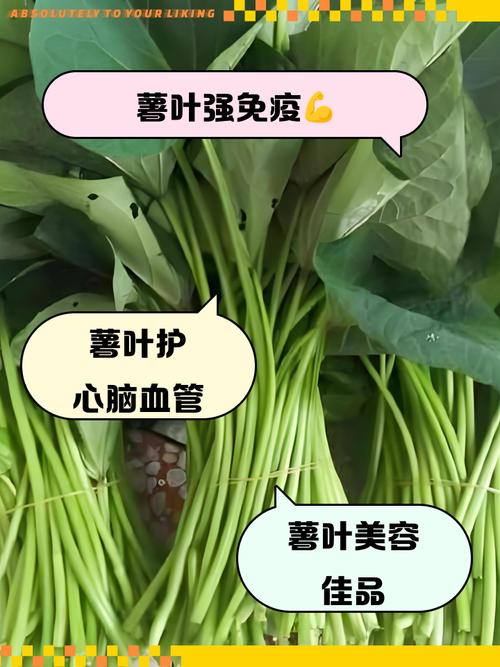 痛风能不能吃番薯叶