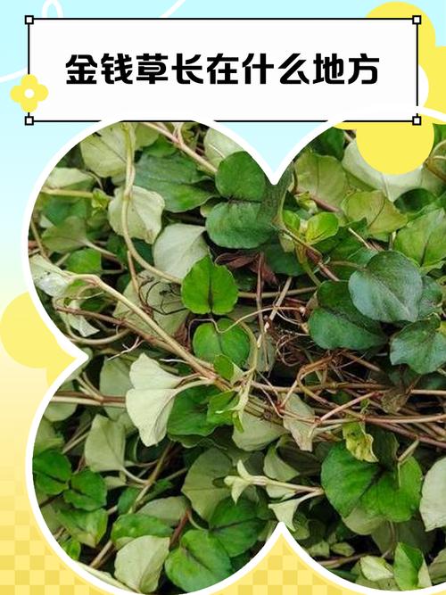 金钱草对痛风有用吗