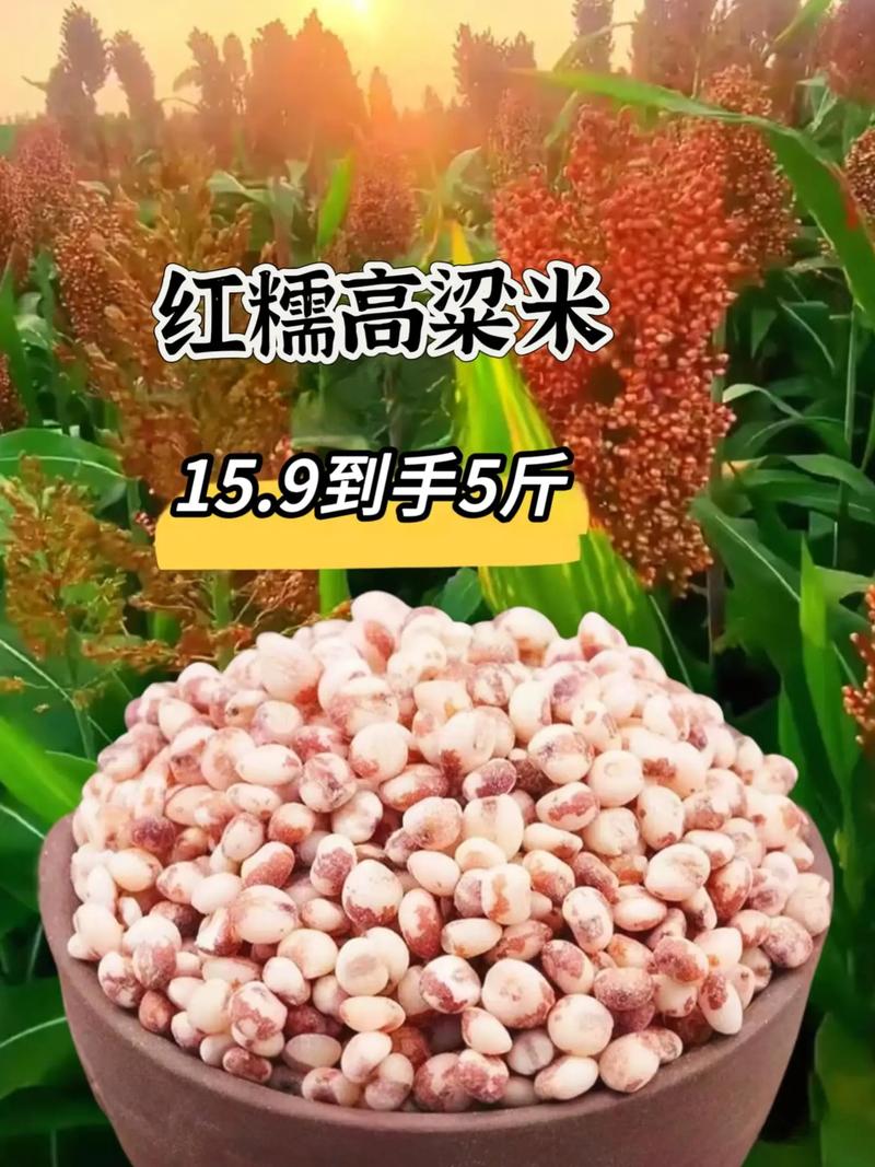 痛风能吃高粱米饭吗