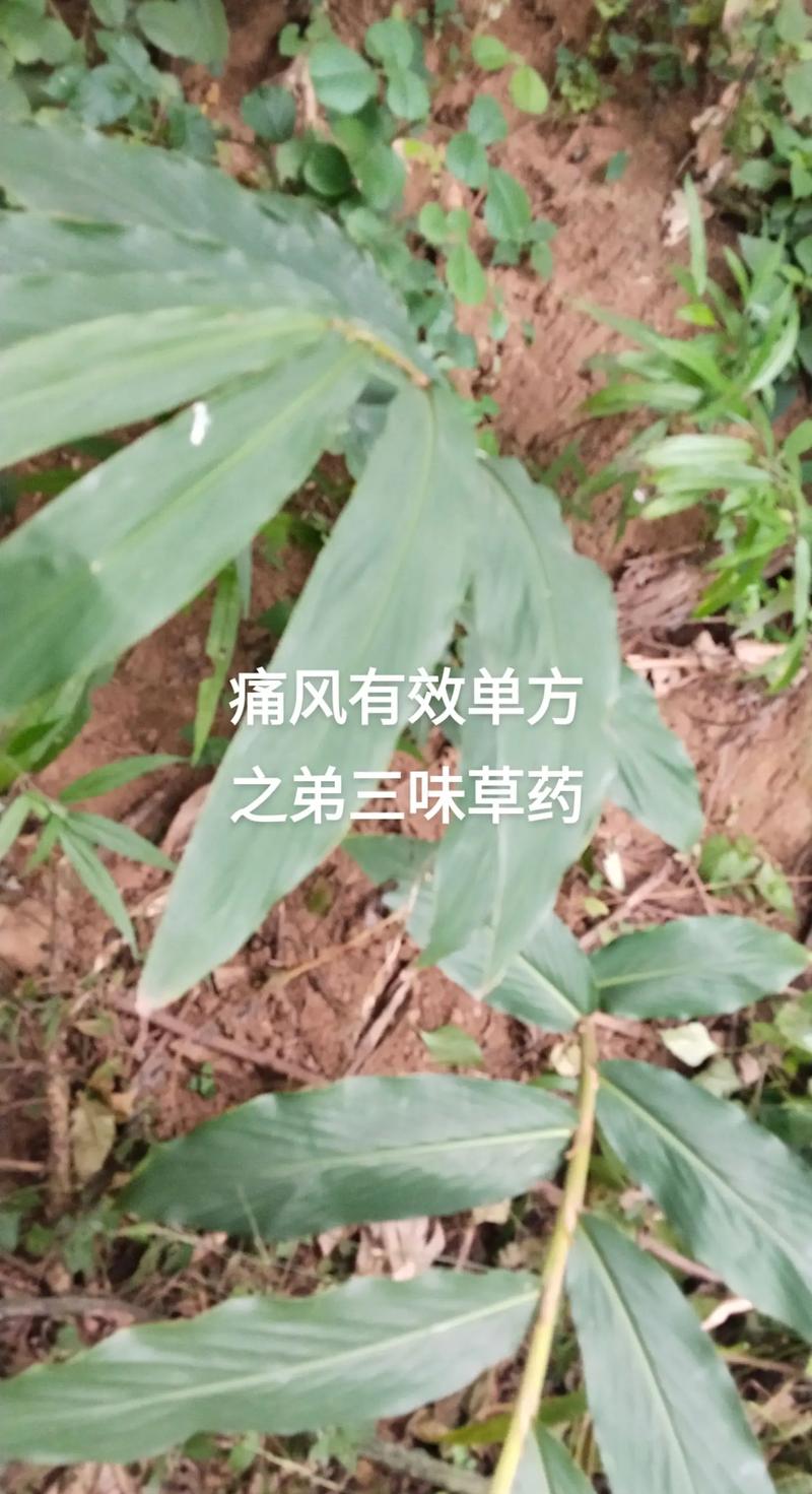 中医中药材治疗痛风