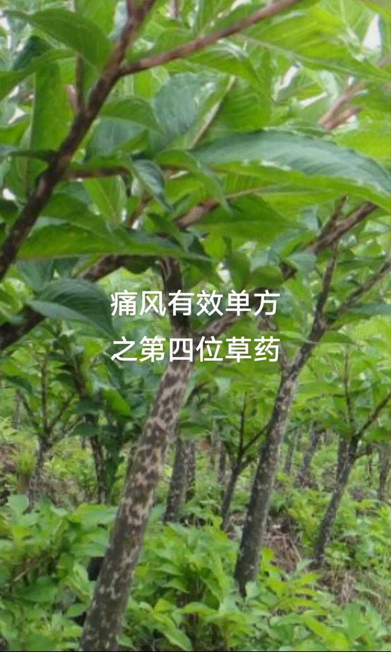 中医中药材治疗痛风