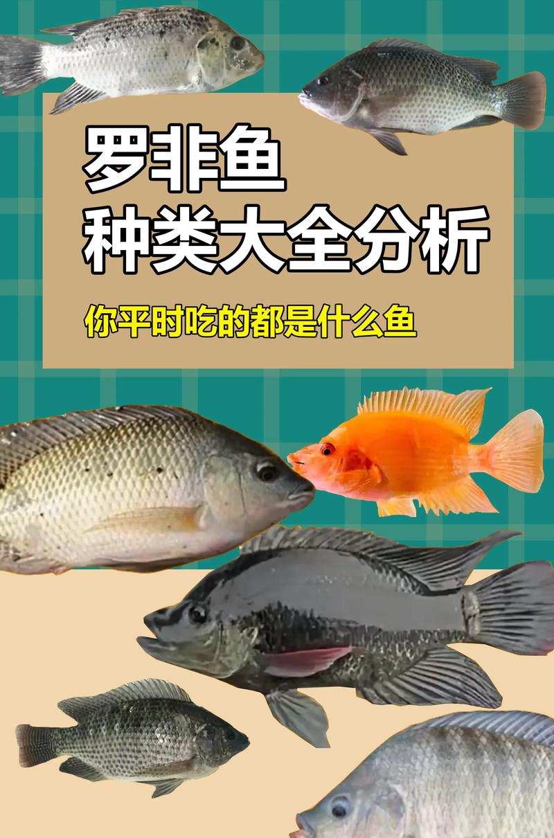 痛风能不能吃罗非鱼