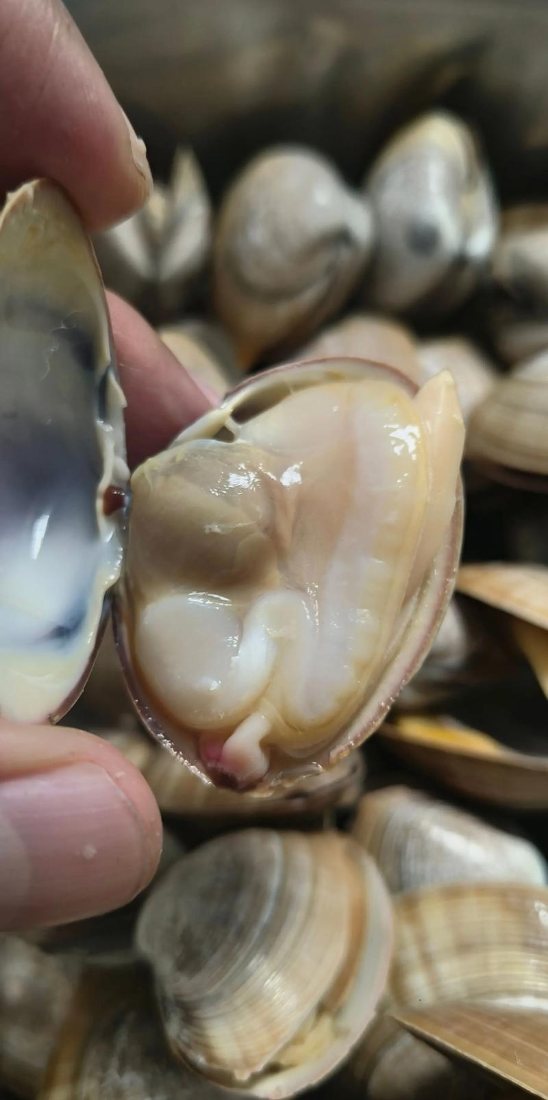 痛风可以吃黄蚬子吗