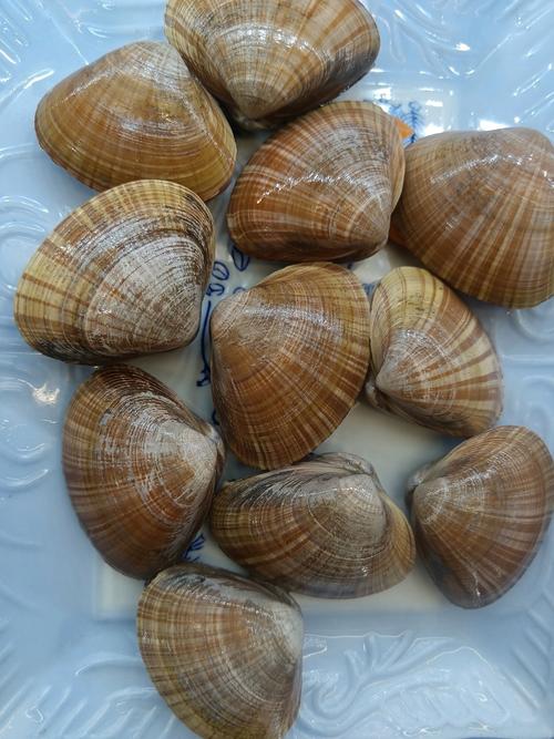 痛风可以吃黄蚬子吗