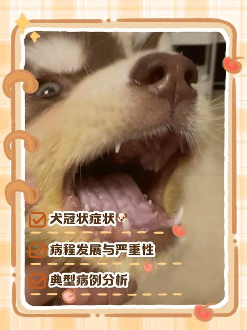 狗冠状过几天就安全了