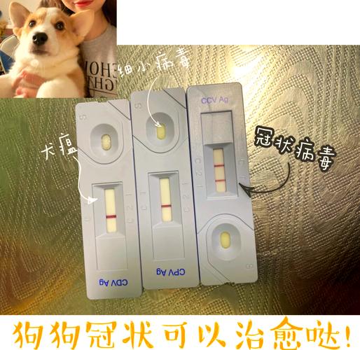 狗冠状过几天就安全了