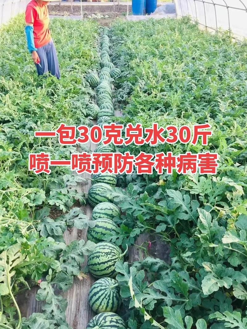 西瓜地除草剂安全使用