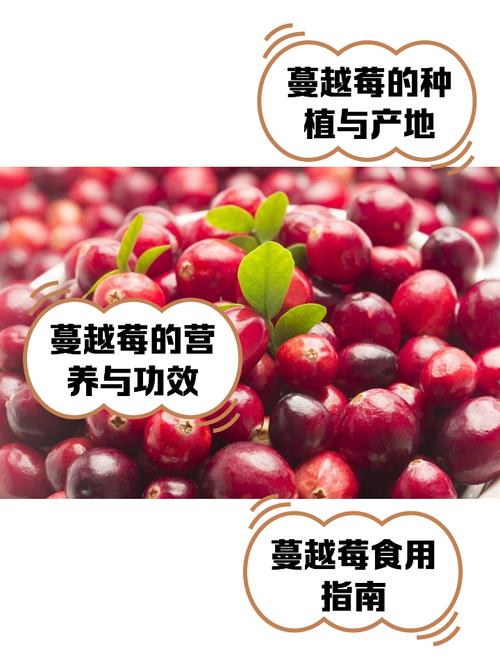 痛风可以吃蔓越莓吗