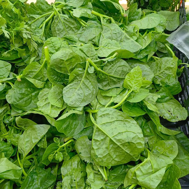 痛风可以吃木耳菜吗