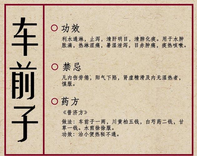 车前子怎么治疗痛风