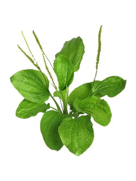 车前子怎么治疗痛风