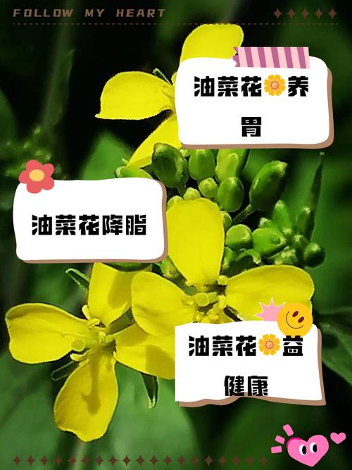 痛风可以吃油菜花吗