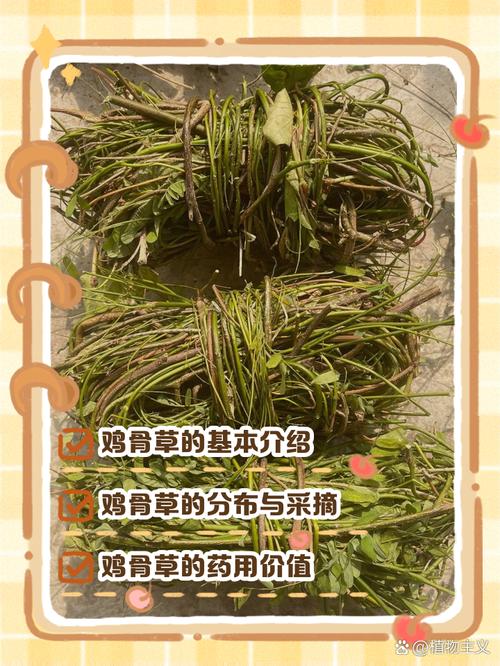 痛风可以喝鸡骨草吗