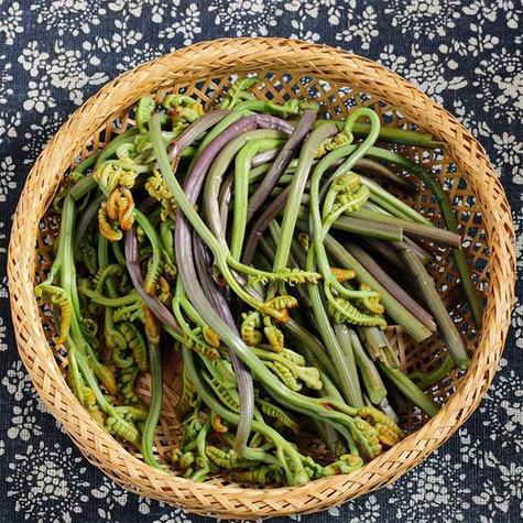 痛风可以吃龙爪菜吗