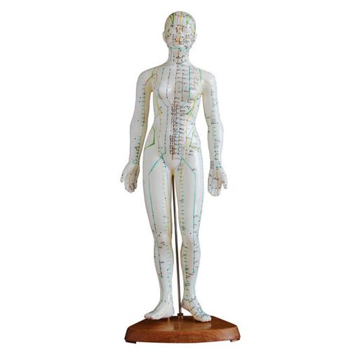 针灸用人体骨骼摸型