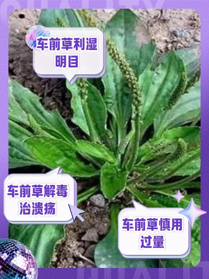 车前子能治疗痛风吗