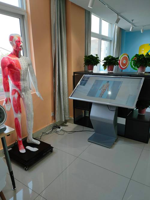 针灸模型仿真人高度