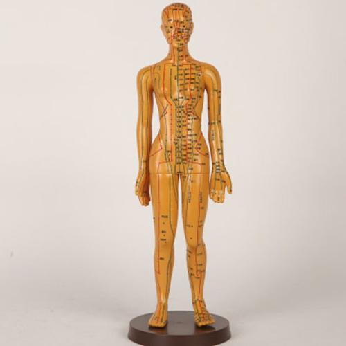 针灸模型仿真人高度