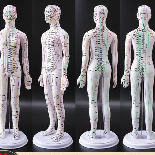针灸模型仿真人高度
