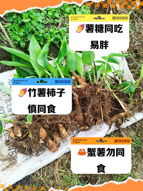 竹芋粉痛风可以吃吗