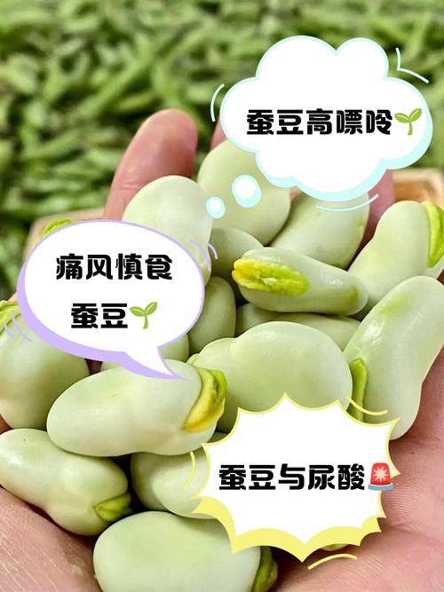 嫩蚕豆痛风可以吃吗